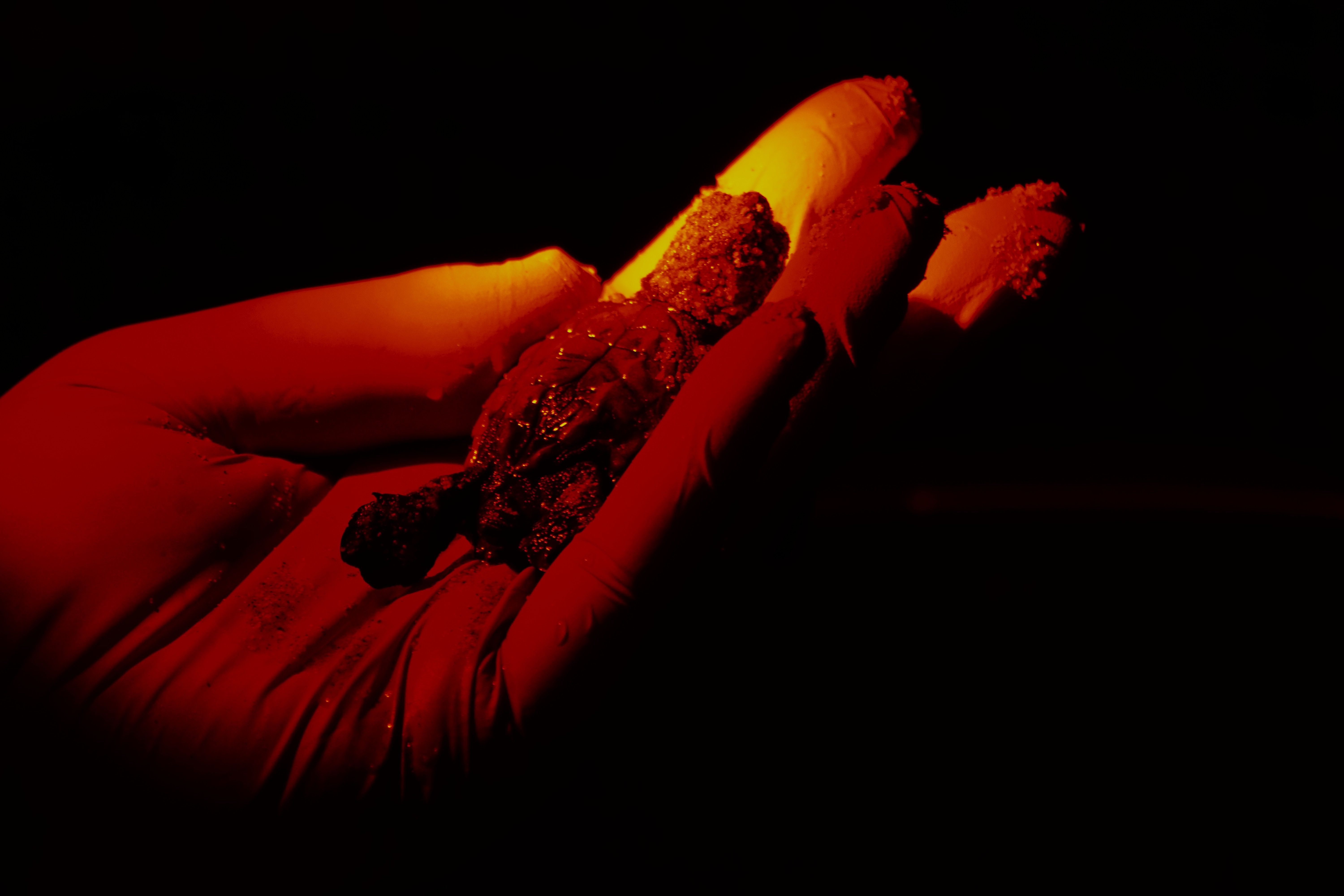 La primissima tartarughina nata al presidio